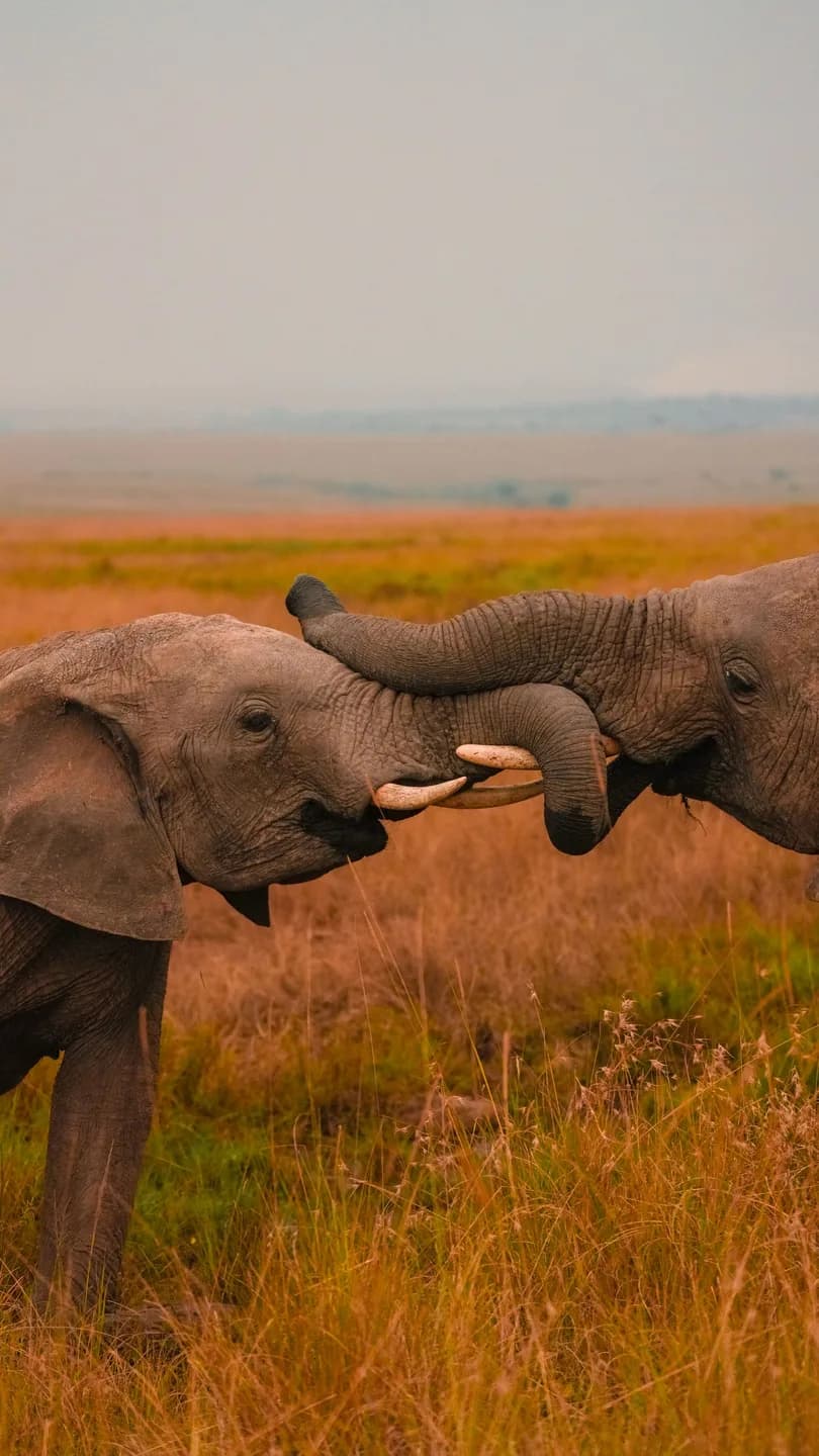 Kenya