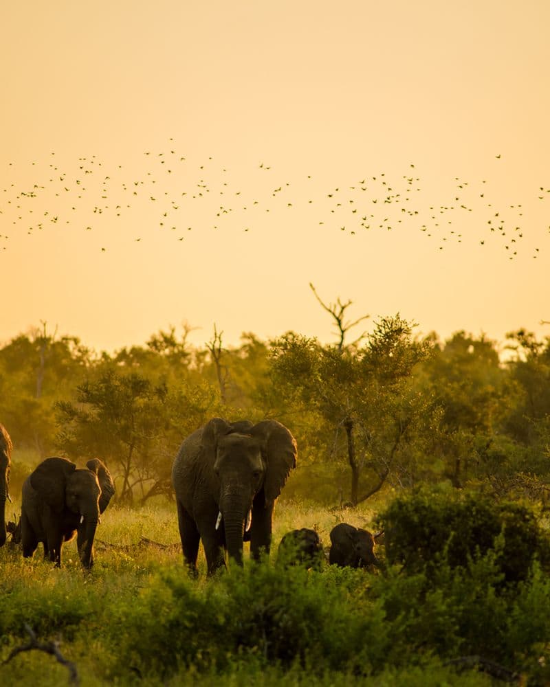 Kruger National Park