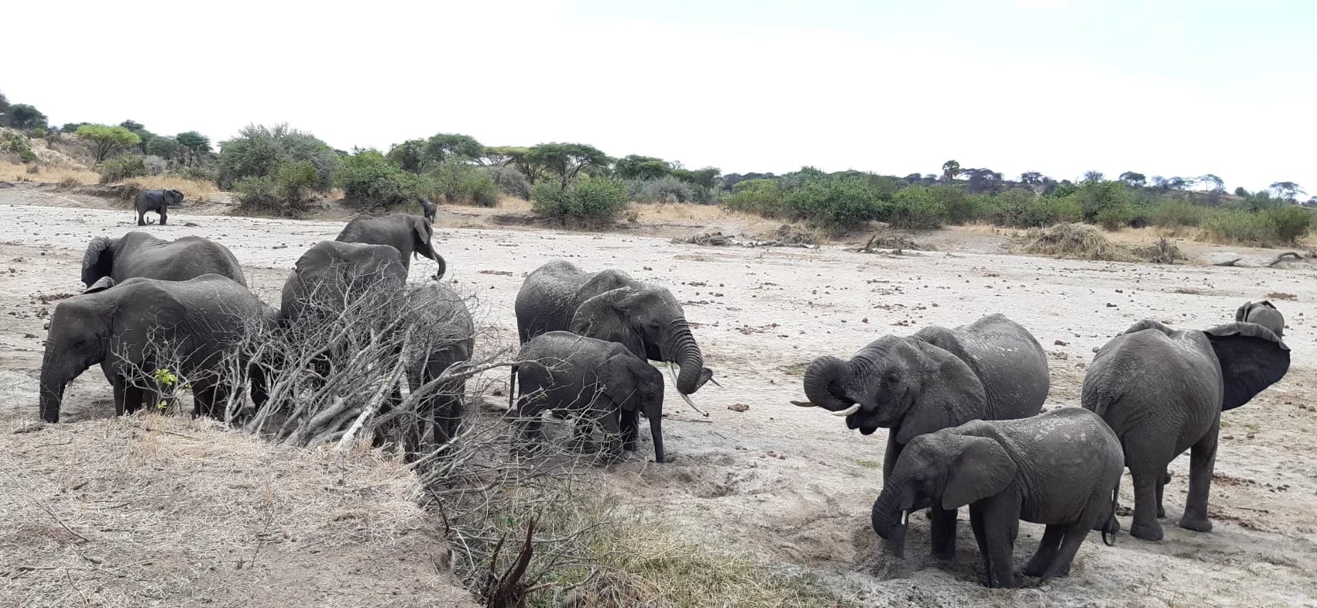 6 days Tanzania wildlife safari