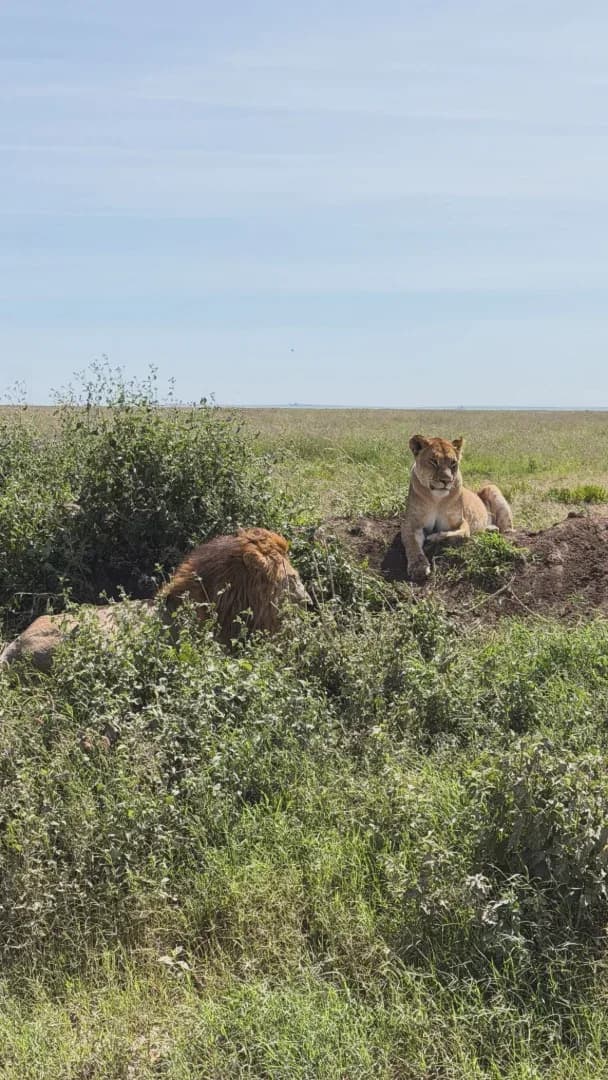 SAFARI, YOGA & CULTURE — 12-day wildlife safari safari tour