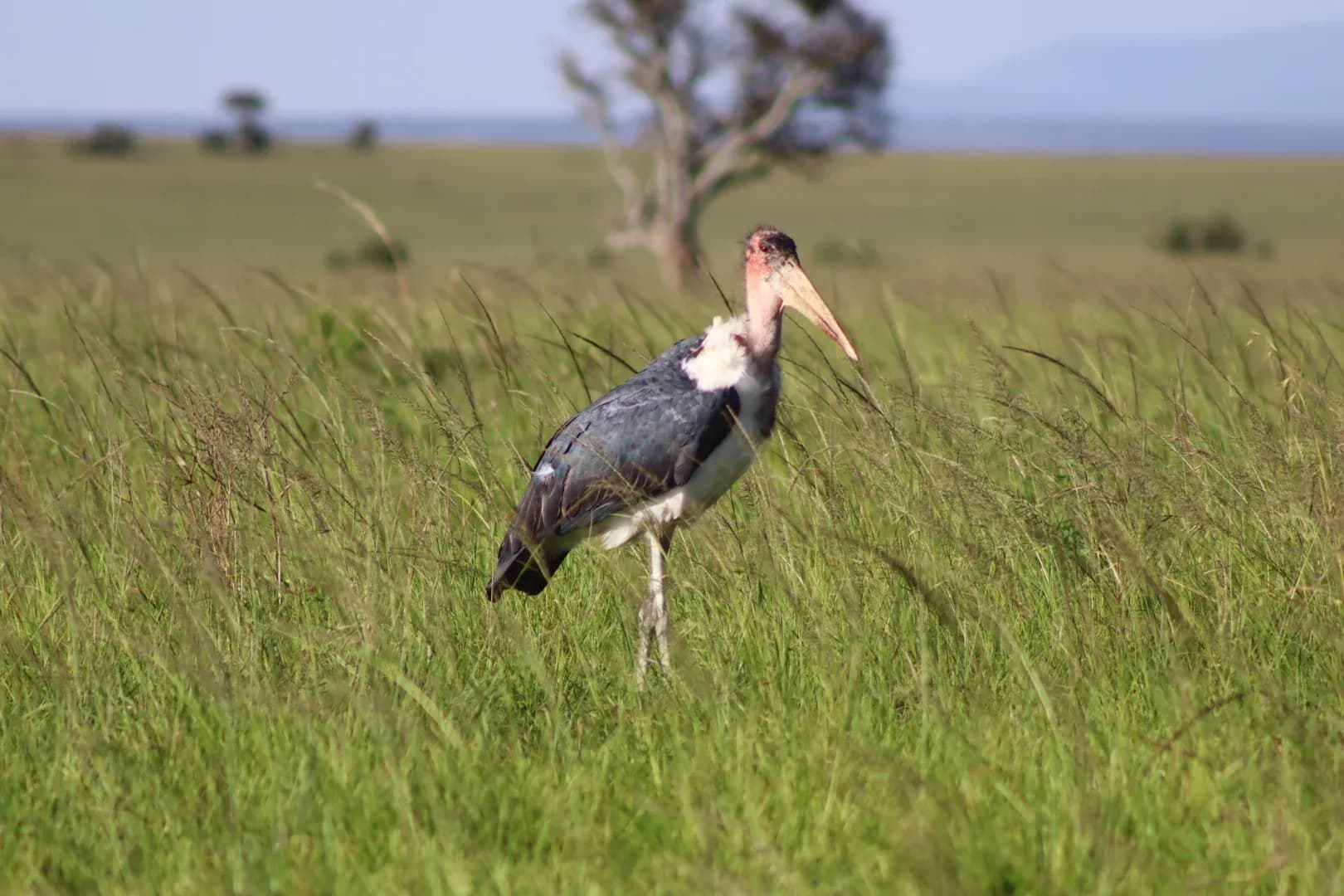 6 Days Lake Nakuru, Masai Mara, Lake Naivasha & Amboseli Safari